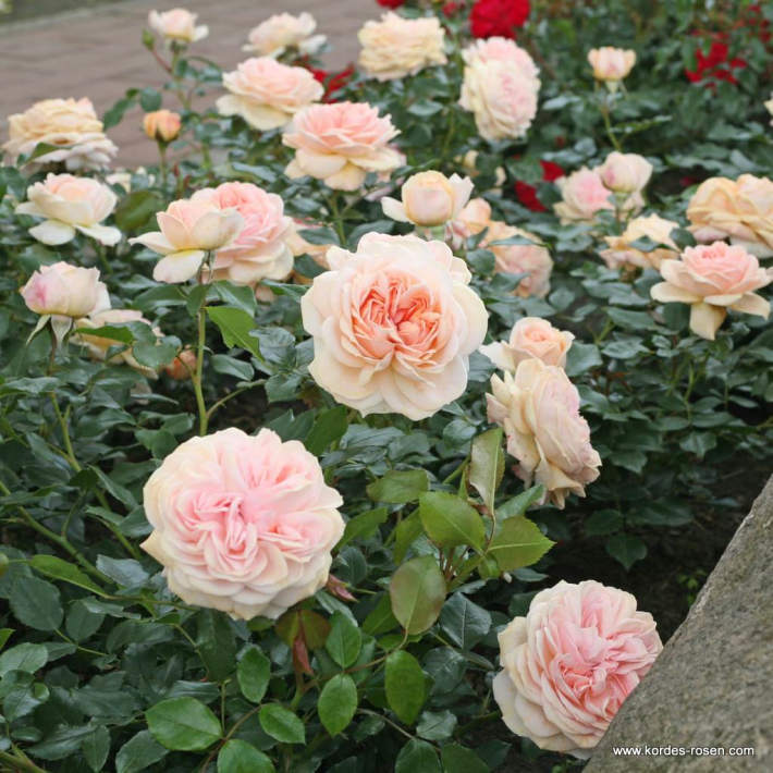 Garden_of_Roses_3(1)