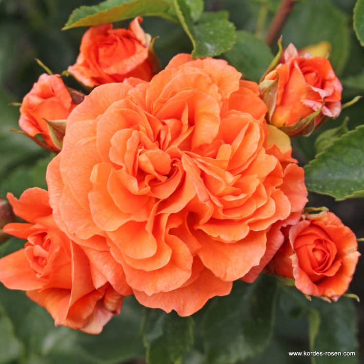 橘园月季Orangerie_rose